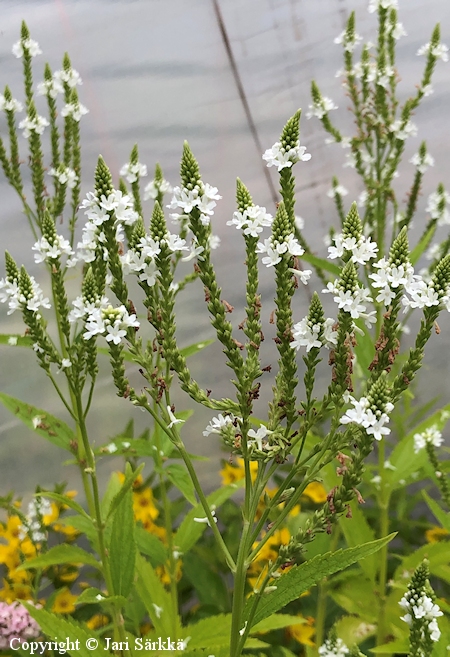 Verbena hastata f. alba, tähkäverbena
